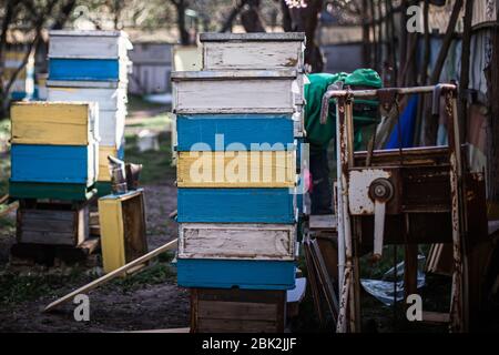 Vecchie orticaria multicolori su apiary. Ciliegia fiorita con polline per lo sviluppo delle api in aprile. Primrose vicino a orticaria con api di rame. Apicoltura Foto Stock