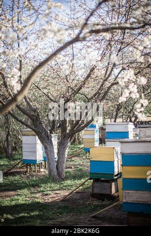 Vecchie orticaria multicolori su apiary. Ciliegia fiorita con polline per lo sviluppo delle api in aprile. Primrose vicino a orticaria con api di rame. Apicoltura Foto Stock