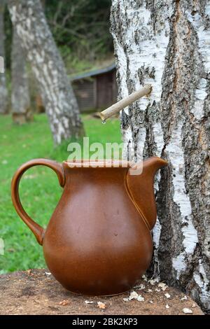 La molla di betulla detox succo raccolta goccia a goccia, utilizzando il tubo di sambuco e caraffa in ceramica, vista laterale, orientamento verticale Foto Stock