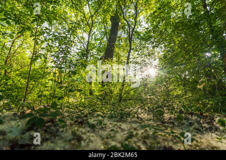 Nationalpark Donauauen, Parco Nazionale Danubio-Auen: Semi di pioppo al suolo, nel Nationalpark Donauauen, alberi, foresta, a Donau, Niederösterreich, L. Foto Stock