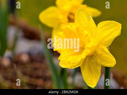 Bel fiore di daffodil giallo ((Narcissus jonquilla), cresce nel giardino, con gocce visibili di rugiada mattutina. Primavera in Polonia Foto Stock