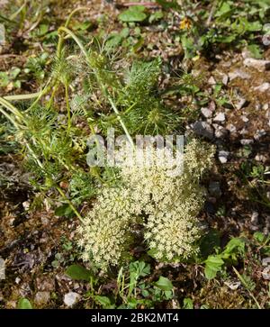 Carota selvatica, Daucus carota Foto Stock