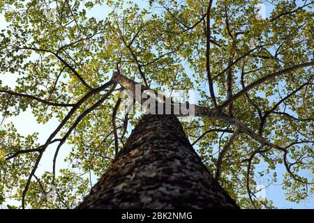 Vista incredibile dal fondo del vecchio albero a ho Chi Minh città, Vietnam, grande e alto tronco di albero con foglia e ramo fino al cielo fare impressione forma Foto Stock