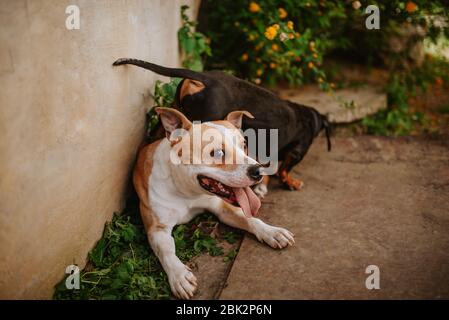 Due bei cani stanno giocando nel cortile Foto Stock