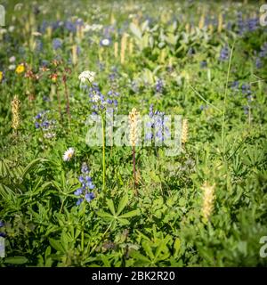 La sezione di Washington del Pacific Crest Trail nelle Cascate del Nord con fiori di lavanda in un campo. Foto Stock