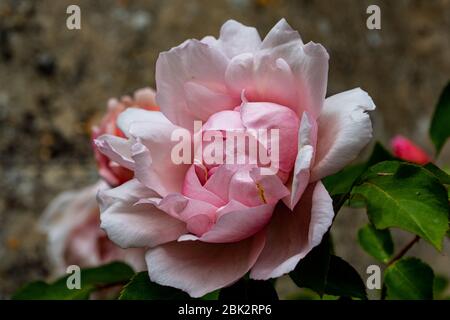 Rosa Old English Rose posto contro un muro di pietra Foto Stock