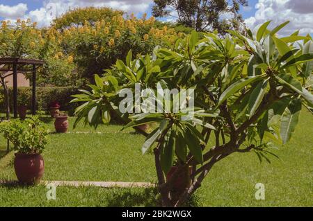 DEDZA, MALAWI, AFRICA - 25 MARZO 2018: Splendida pianta verde sul cortile della ceramica di Dedza. Paesaggi malawie, campi con erba verde, alberi con Foto Stock