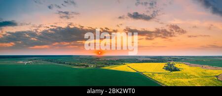 Vista aerea del prato verde e del campo con fiori gialli di Canola in fiore. Vista dall'alto della pianta di Blossom, del paesaggio dell'erba del prato di colza al Sunset Sunris Foto Stock