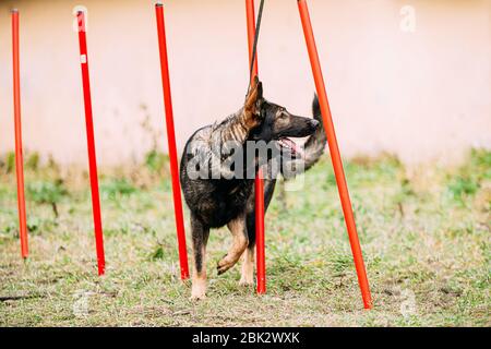 Pastore Tedesco cane fa agility - esecuzione di slalom. Agilità slalom. Formazione degli adulti di razza alsaziano cane lupo. Foto Stock