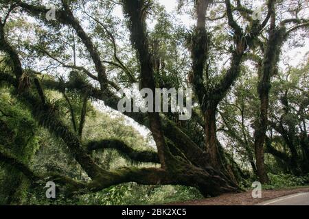 Paesaggi verdi, sulla strada per Jujuy, Argentina Foto Stock