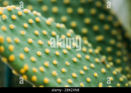 Chiudi Visualizza i guanti gialli su foglia verde di Opuntia Microdasys. Foto Stock