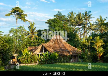 Casa Balinese tra un campo di riso a Ubud, Bali, Indonesia Foto Stock