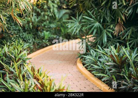 Foglie verdi di Crotons - Codiaeum Variegatum pictum - cespugli che crescono lungo la passerella, Way Park Garden Foto Stock