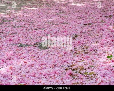 tappeto rosa di fiori in primavera Foto Stock