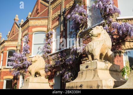 Statue di leoni sulle gabbie e i gatedposts di Wisteria Clad Lion Houses a Barnes, Londra, SW13, Regno Unito Foto Stock