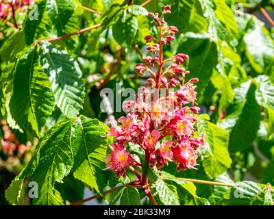 Cavallo di castagno rosso carne, Asculus x carnea Foto Stock