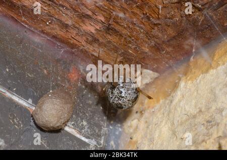 Common House Spider, Parasteatoda tepidariorum, femmina con ovino Foto Stock