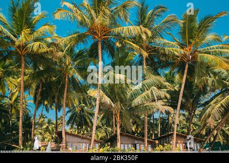 Canacona, Goa, India - 16 febbraio 2020: Albero di palma alto sopra le vecchie Case di legno ospite alla famosa spiaggia di Palolem nel giorno Sunny estivo. Foto Stock