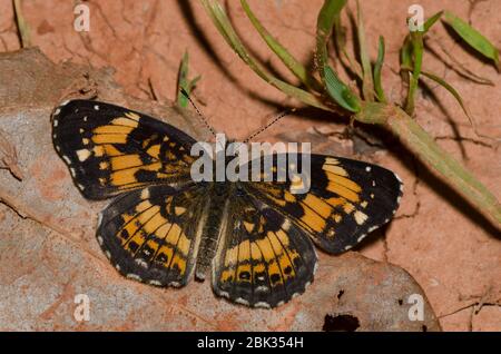 Checkerspot argenteo, Chlosyne nycteis Foto Stock