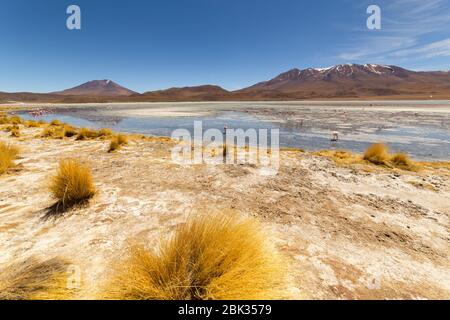 Splendida vista panoramica sui fenicotteri rosa di james al lago Hedionda (laguna). Splendido paesaggio di spettacolari Ande Boliviane e Altiplano in magnificente Foto Stock