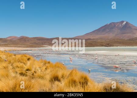 Splendida vista panoramica sui fenicotteri rosa di james al lago Hedionda (laguna). Splendido paesaggio di spettacolari Ande Boliviane e Altiplano in magnificente Foto Stock