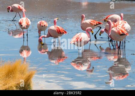 Splendida vista panoramica sui fenicotteri rosa di james al lago Hedionda (laguna). Splendido paesaggio di spettacolari Ande Boliviane e Altiplano in magnificente Foto Stock