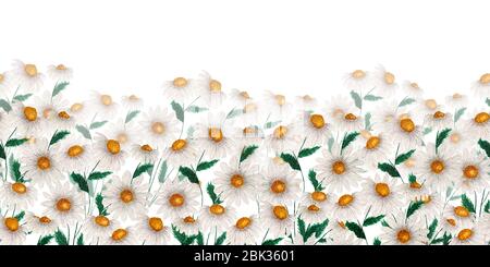sfondo primavera con fiori selvatici bianchi, madri giorno senza cuciture cornice decorazione con camomilla o daisy fiori, acquerello floreale campo illustrazione Foto Stock