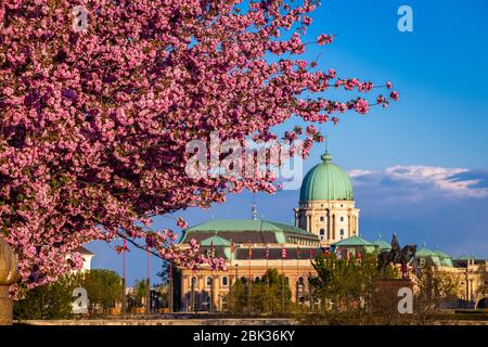 Budapest, Ungheria - bellissimi ciliegi giapponesi rosa fioriti sul lungomare di Arpad Toth (la settany di Toh Arpad) nel quartiere del Castello, in una sorgente soleggiata a poppa Foto Stock