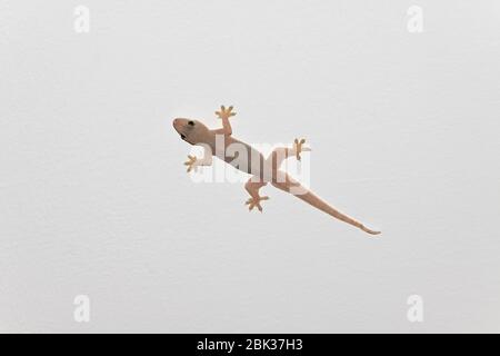 Gecko comune a quattro gabbie (Gehyra mutilata) su un soffitto, Thailandia Foto Stock