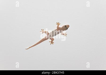Gecko comune a quattro gabbie (Gehyra mutilata) su un soffitto, Thailandia Foto Stock
