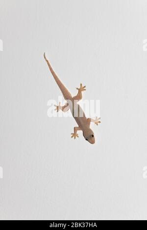 Gecko comune a quattro gabbie (Gehyra mutilata) su un soffitto, Thailandia Foto Stock