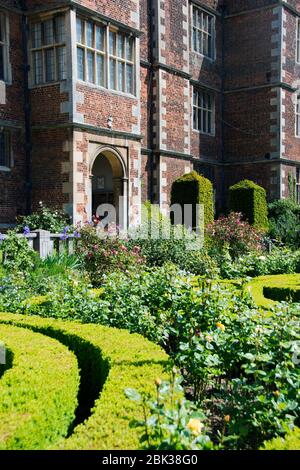 Rosa Mutabilis a Doddington Hall prospera in pieno sole in perfetta armonia con il vecchio muretto; Foto Stock