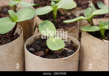 Helianthus annuus. Giovani pianta di girasole che crescono in centri di rotolo di carta igienica di cartone. REGNO UNITO Foto Stock