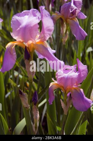 Iris 'Topolino' nei Giardini di Doddington Hall Foto Stock