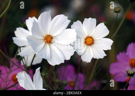 Bella bianco Cosmos fiori in giardino. Quadri di fiori bianchi. COSMOS bipinnatus, comunemente chiamato il cosmo del giardino o l'astro messicano. Foto Stock