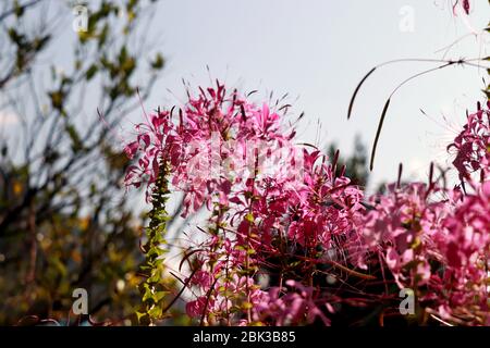 Fiore ragno tra acri di girasoli in un giorno limpido in Sikkim, India. Questa è una foto estiva di un fiore di ragno. Foto Stock