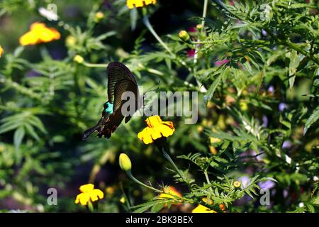 Farfalla dipinta su un fiore. Farfalla in giardino. Foto Stock