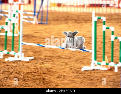 Silver Poodle schiarendo il bar al campo di agilità del cane AKC tenuto al Grand Oaks Resort nella Florida Centrale. Foto Stock