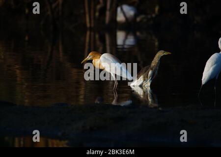 L'airone Javan (Ardeola speciosa) e l'egret di bestiame (Bubulcus ibis) è un uccello guado della famiglia degli aironi, visto in gruppi in una palude alla ricerca di cibo. Foto Stock