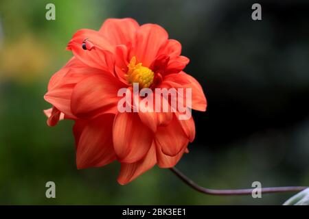 Il rosso dahlia nel giardino. Vibrant Red Dahlia Flower con Green Shrubbery. Foto Stock