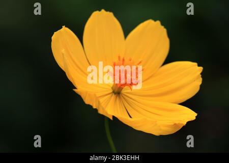 Macro dettagli di estate zolfo Cosmos fiore. Bel fiore giallo Cosmos nel giardino. COSMOS bipinnatus, comunemente chiamato il cosmo del giardino. Foto Stock