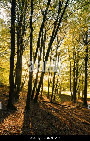 Alba autunnale a Beacon Hill Wood a Mendip Hills, Somerset, Inghilterra. Foto Stock