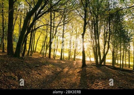 Alba autunnale a Beacon Hill Wood a Mendip Hills, Somerset, Inghilterra. Foto Stock