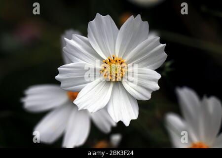 Bella bianco Cosmos fiori in giardino. Quadri di fiori bianchi. COSMOS bipinnatus, comunemente chiamato il cosmo del giardino o l'astro messicano. Foto Stock