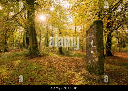 La pietra in piedi in autunno a Beacon Hill Wood a Mendip Hills, Somerset, Inghilterra. Foto Stock