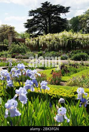 Una vista attraverso il parterre iris formale con Iris 'Blue Rhythm' nel giardino murato a Doddington Hall Foto Stock