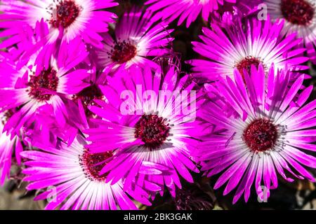 Ghiacciato, Delosperma, Vygie, Sheepfig, Foto Stock