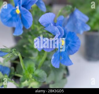 Fiori semi di pansy giardino in vaso, hortensis viola Foto Stock