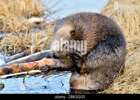 Un castoro adulto selvaggio 'Castor canadensis', graffiando la parte superiore della testa con il piede posteriore Foto Stock