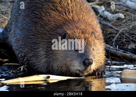 Un'immagine ravvicinata di un castoro selvatico 'Castor canadensis', che si nutre su un ramo di aspen sulla riva del suo stagno di castori vicino Hinton Alberta Canada. Foto Stock